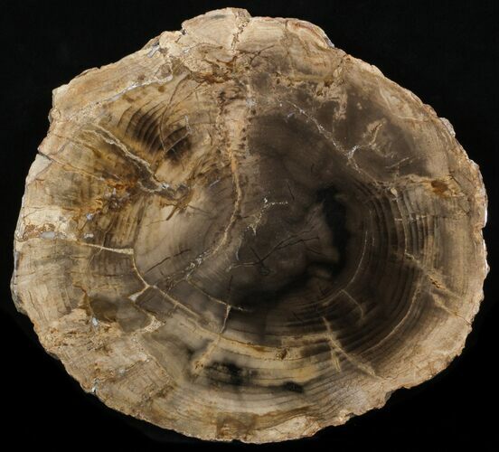 Petrified Wood Slab - Sweethome, Oregon #40153